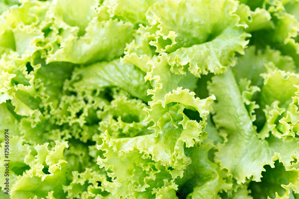 Detail of a romaine lettuce Detail of a romaine lettuce