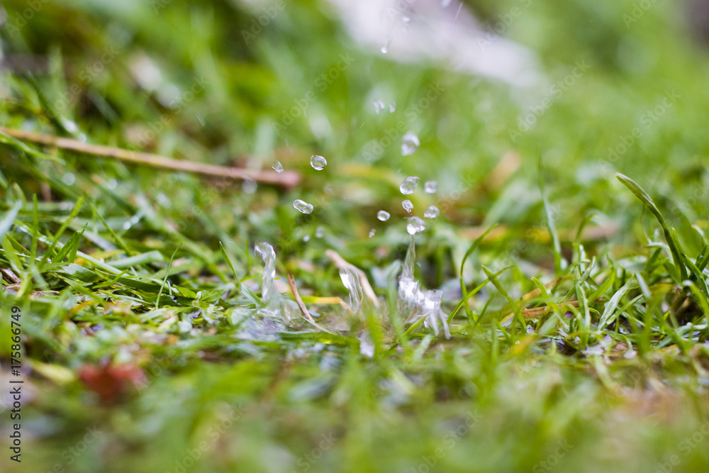Close up of a green plant while it is raining. Close up of a green plant while it is raining.