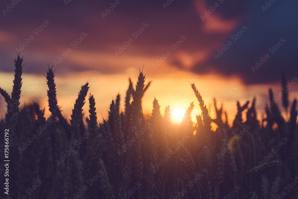 Silhouette of wheat ears in warm sunset light. Natural light back lit. Beautiful sun flares bokeh