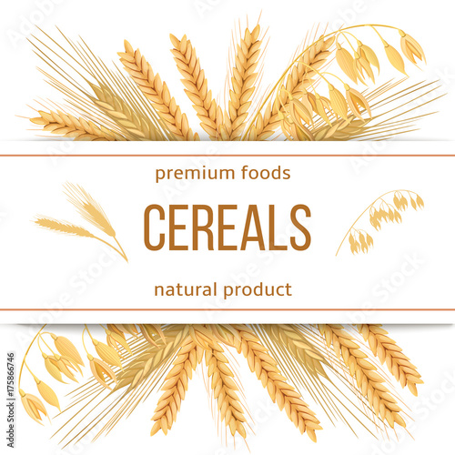 Wheat, barley, oat and rye. 3d icon vector set. Four cereals grains and ears with text premium foods, natural product