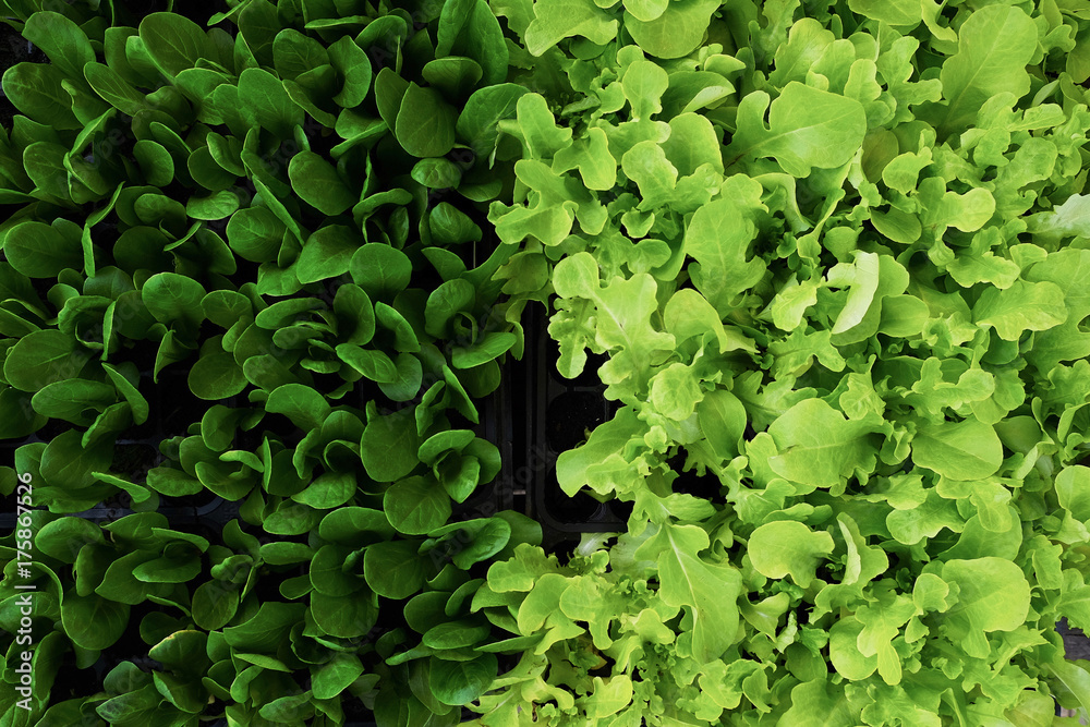 Fototapeta premium Closeup of green fresh salad leaves