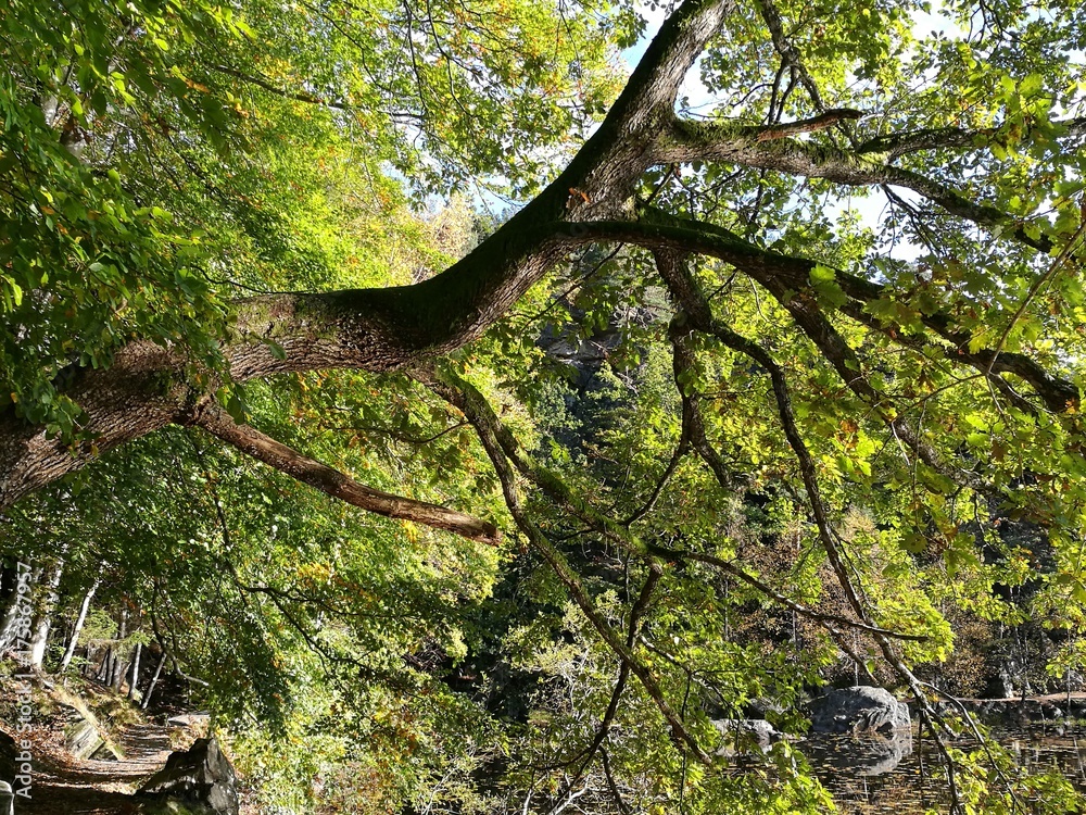 Fototapeta premium Old oak tree