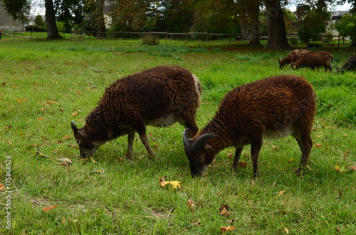 Mouton de race 