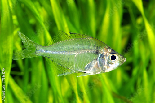 Photography Indian glassy perch.Parambassis rangaIndian.