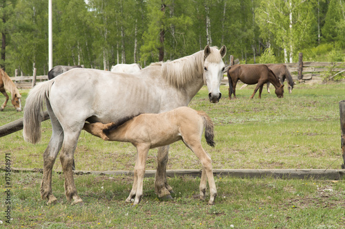 Light-colored horse and brown stallion © golikov