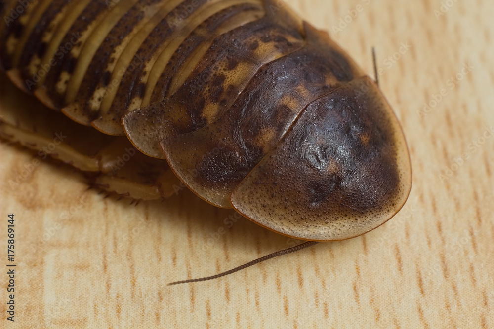 Argentine cockroach, Blaptica dubia -dangerous insect pest. Stock Photo ...