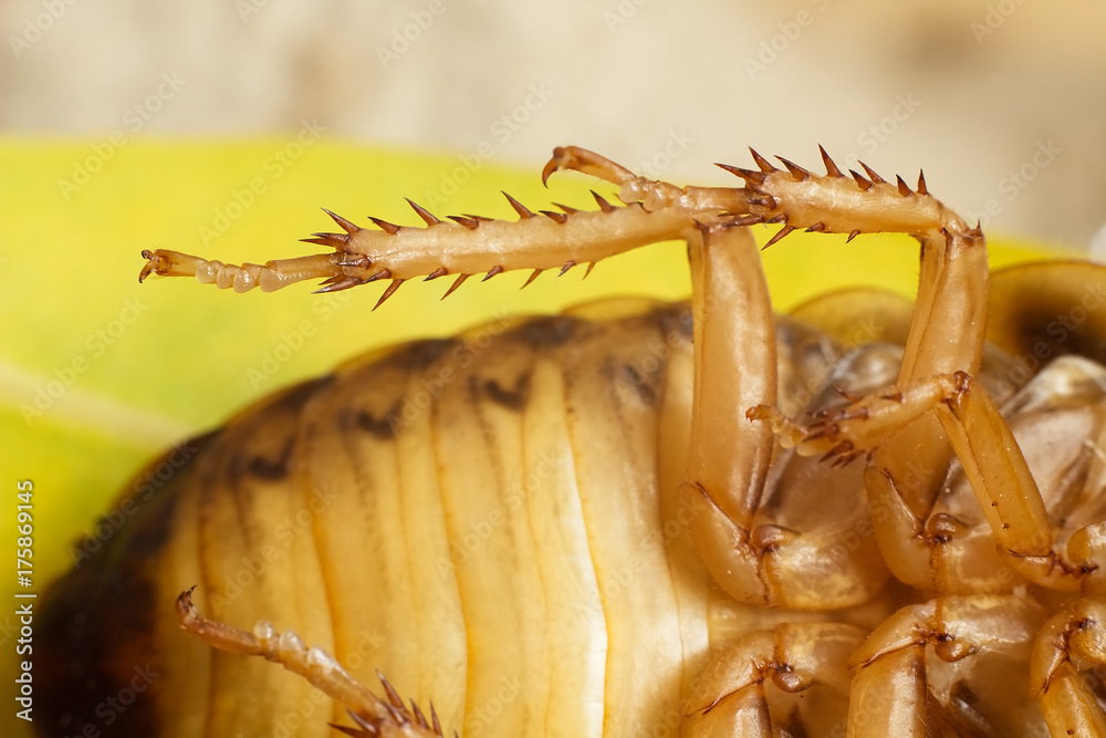 Argentine cockroach, Blaptica dubia -dangerous insect pest. Stock Photo ...
