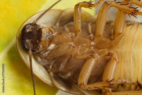 Argentine cockroach, Blaptica dubia -dangerous insect pest. photo