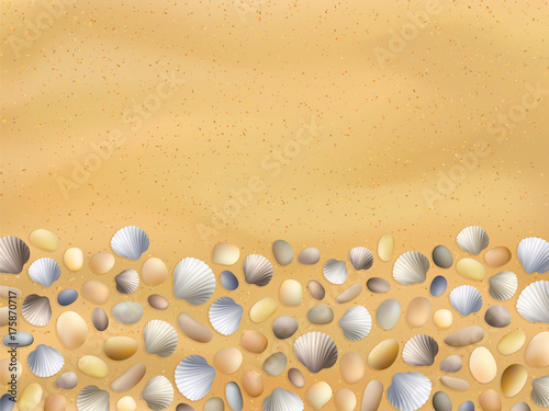Sea shells sand seashore background