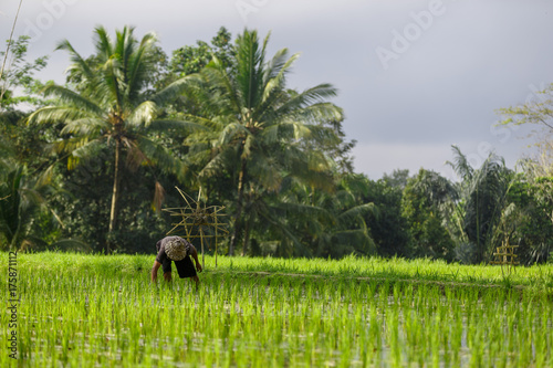 An unidentified man works in rice plantation. Tegalalang Rice Terrace in Ubud, Bali, Indonesia.