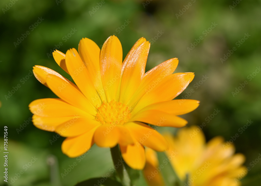 Ringelblume blühend - Calendula officinalis, gelbe Blüte Ringelblume blühend - Calendula officinalis, gelbe Blüte