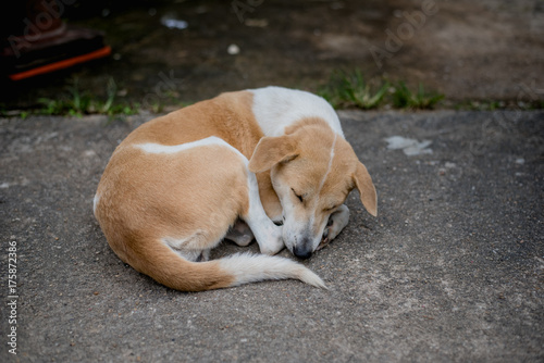 Fototapeta Naklejka Na Ścianę i Meble -  dog, Thai dog