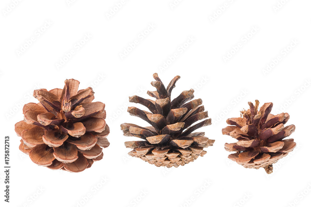 Group of cones of coniferous trees isolated on white background. Group of cones of coniferous trees isolated on white background.
