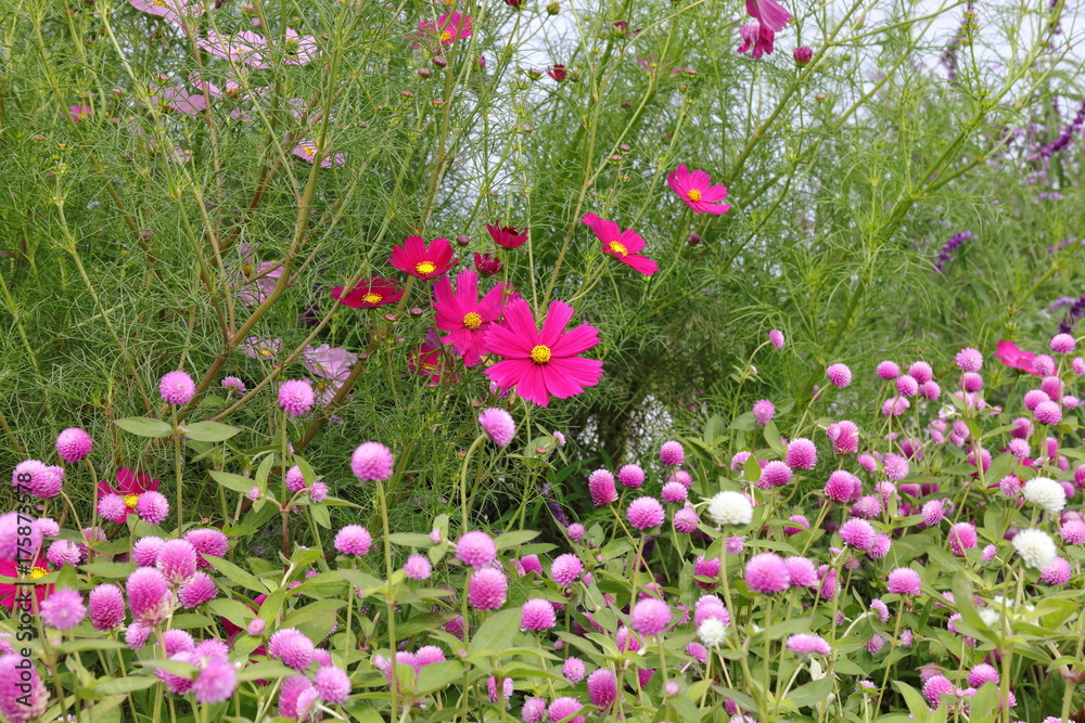 Cosmos field Cosmos field