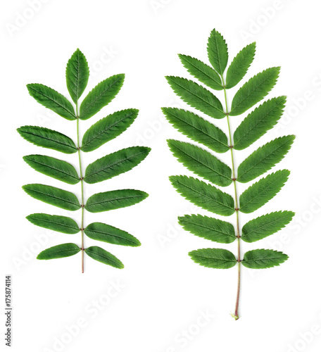 green leaves of rowan isolated on white