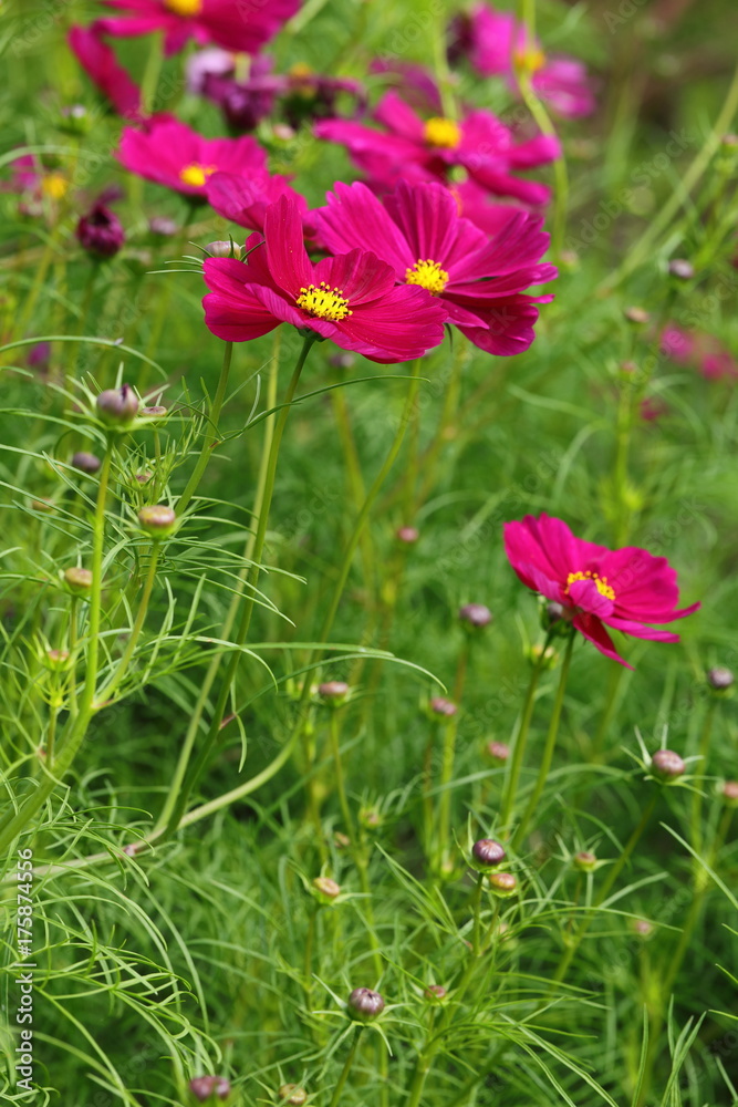 Cosmos field