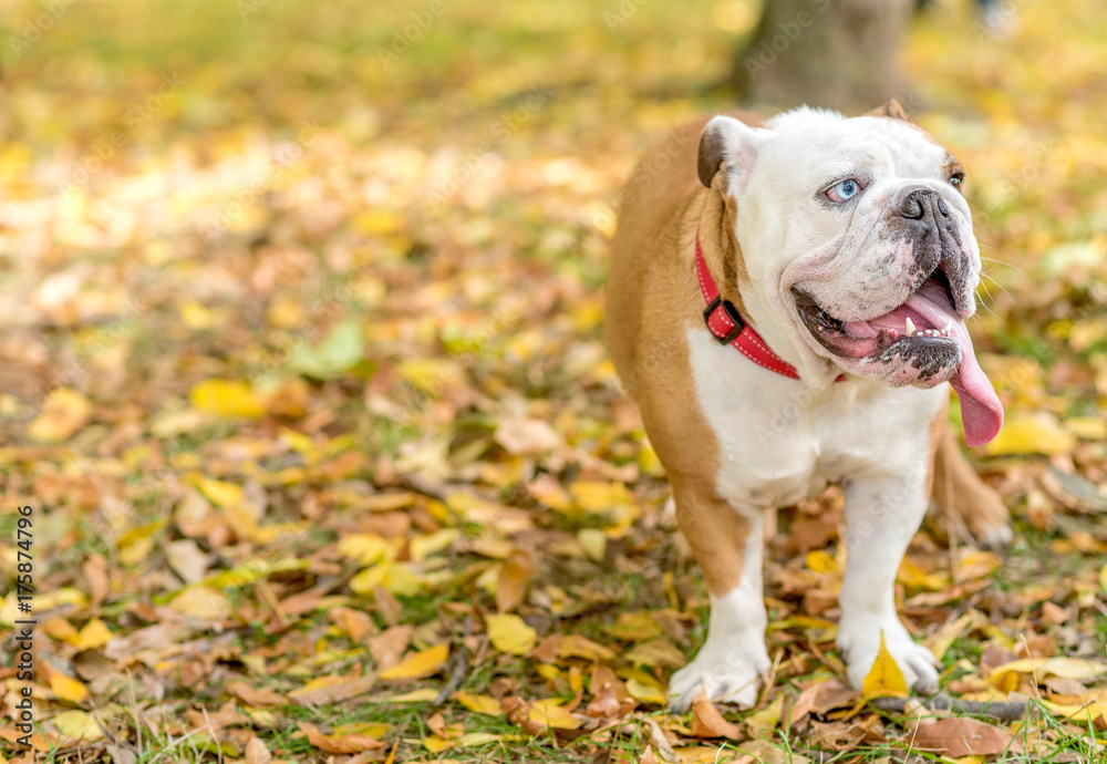 Portrait of beautiful English bulldog outdoor with Autumn background,selective focus