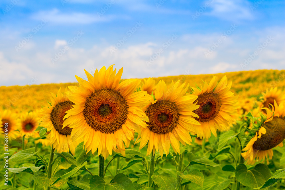 Detail nice yellow sunflower on the field against the sky, with bee Detail nice yellow sunflower on the field against the sky, with bee