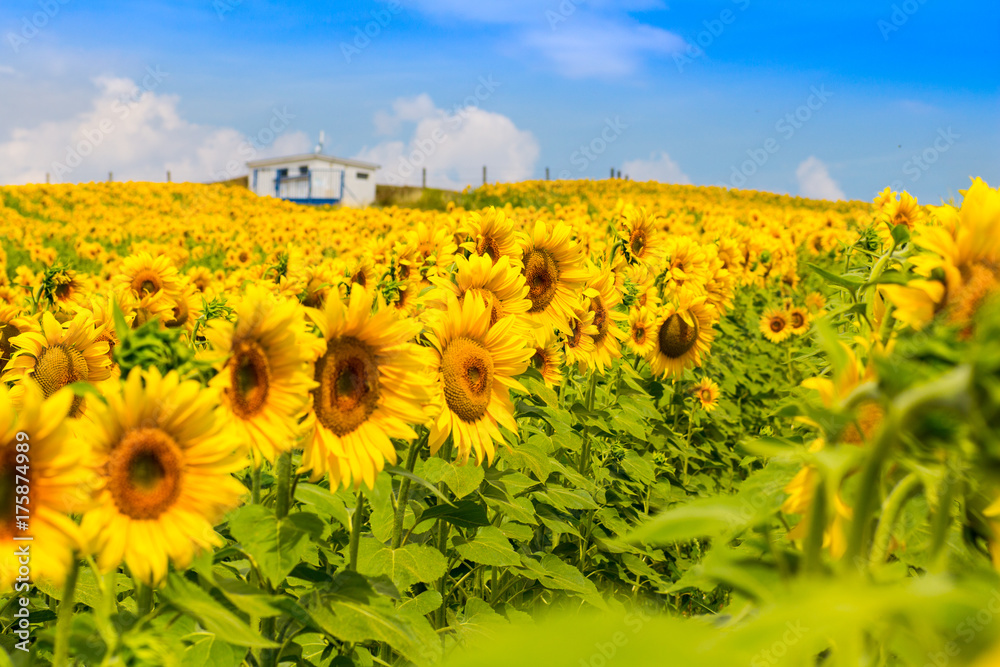 Obraz premium Nice view of yellow sunflowers plant, with blue cloud sky