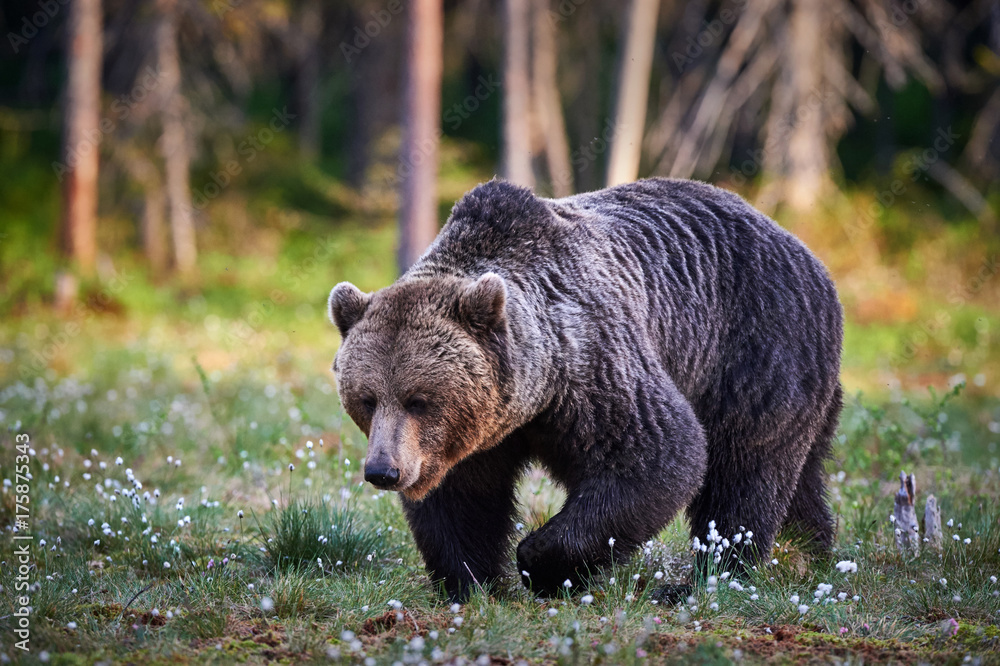 Fototapeta premium Male brown bear
