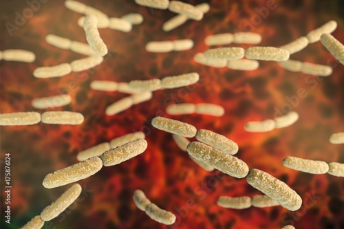 Lactobacillus crispatus bacteria, illustration photo