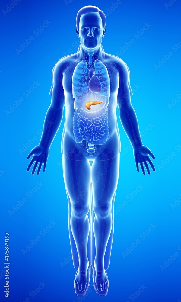Male pancreas, illustration Male pancreas, illustration