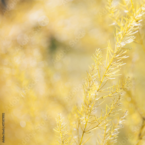 Dried asparagus plant 