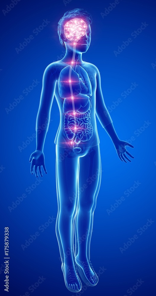 Illustration of child's brain activity and spinal cord