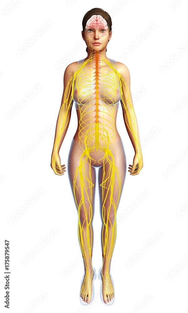 Female nervous system, illustration Female nervous system, illustration