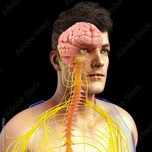 Illustration of man's brain, spinal cord and nerves system photo