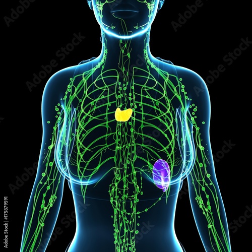 Female lymphatic system, illustration