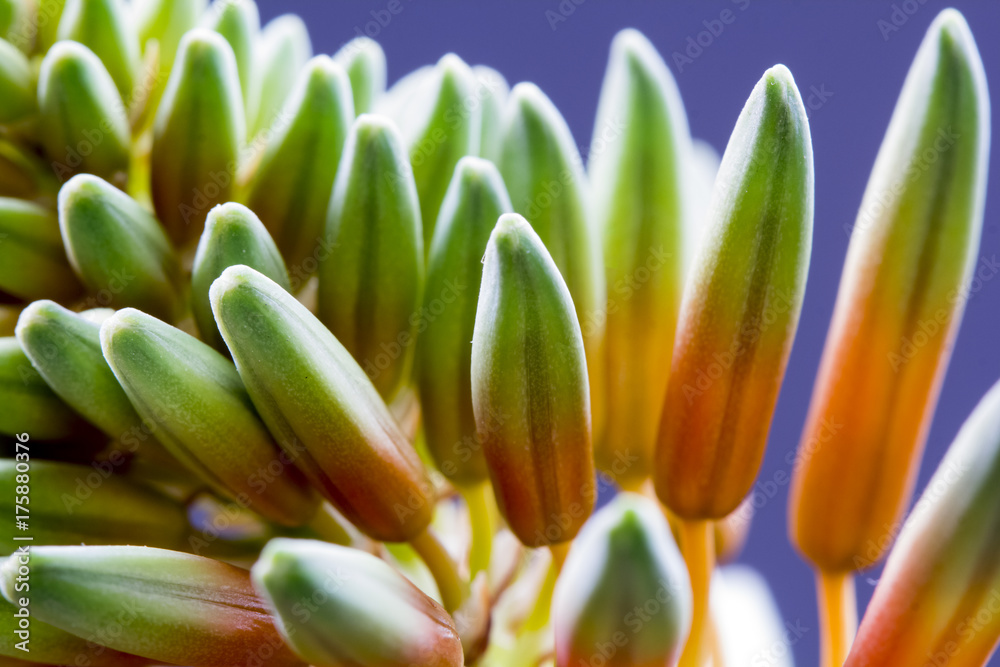 Aloe vera flower with details and dark background
Aloe vera flower with details and dark background