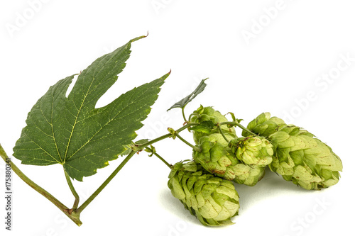 Cones and leaves of hops, lat. Humulus, isolated on white background