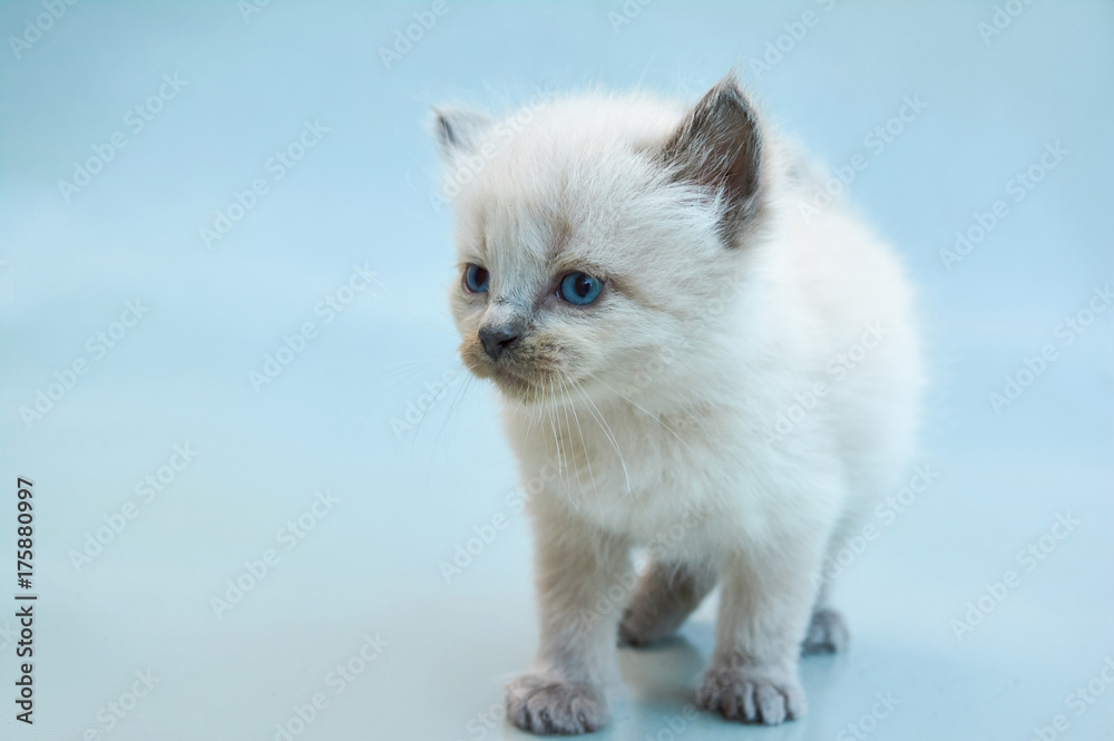 Cute Balinese kitten playing on a gray background