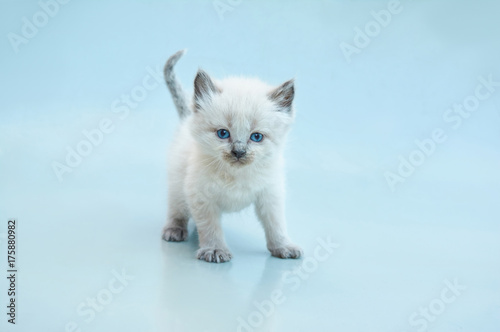 Konstfotografi Cute Balinese kitten playing on a gray background