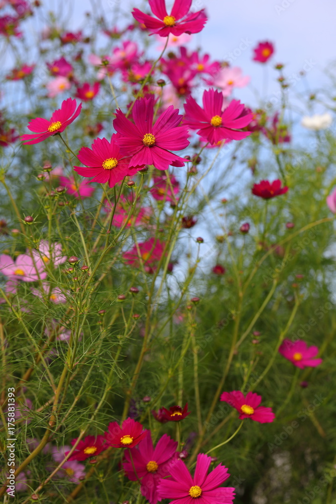 Cosmos field