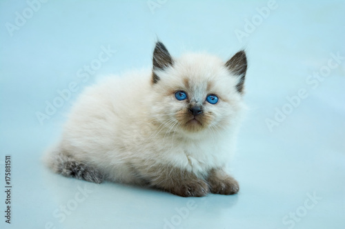 Fototapeta Naklejka Na Ścianę i Meble -  Cute Balinese kitten playing on a gray background