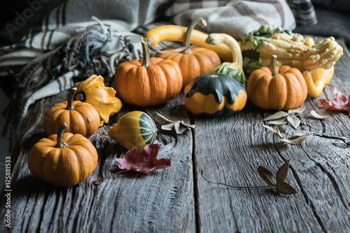Pumpkins or gourds. Fall or autumn blanket. Selective focus, copy space, toned image