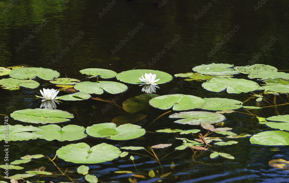 Dissolving white lilies on a forest lake