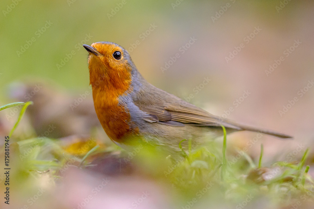 European red Robin in autumnal garden lawn European red Robin in autumnal garden lawn