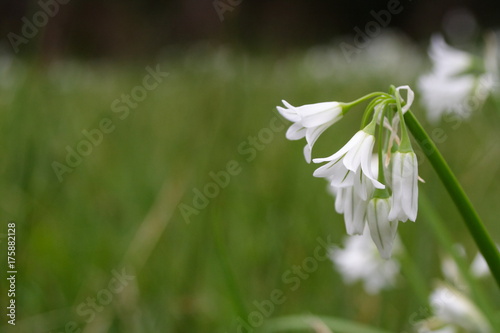 Onion Weed - allium triquetrum photo