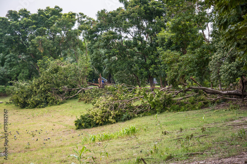 The tree was destroyed by the storm's intensity photo