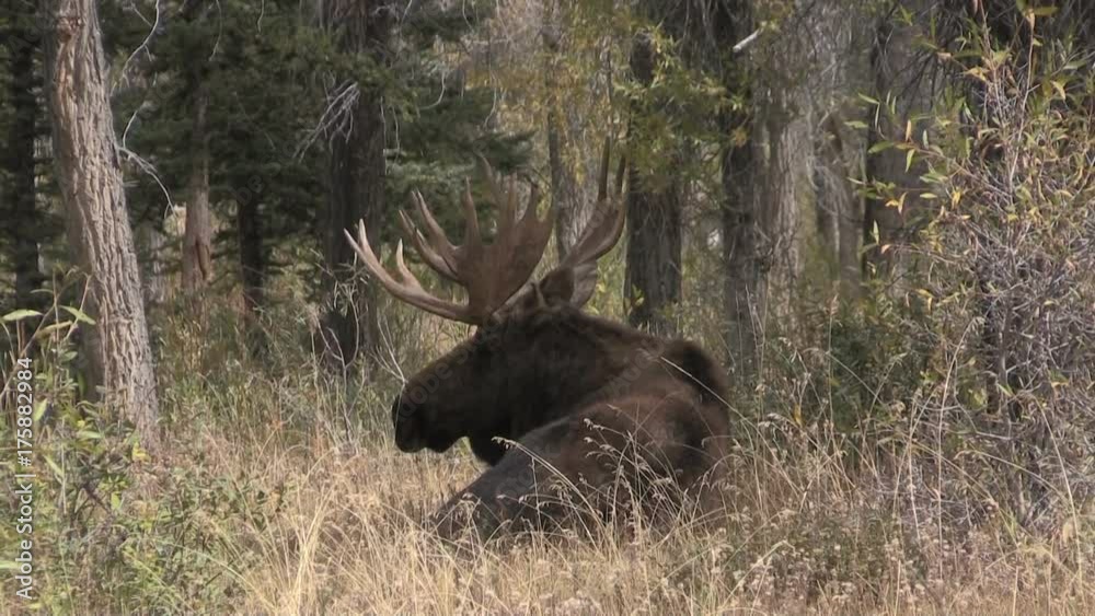 Bull Moose Bedded in the Fall Rut Bull Moose Bedded in the Fall Rut