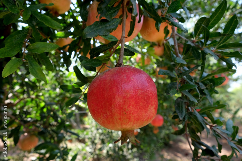 Pomegranates in the orchard Pomegranates in the orchard