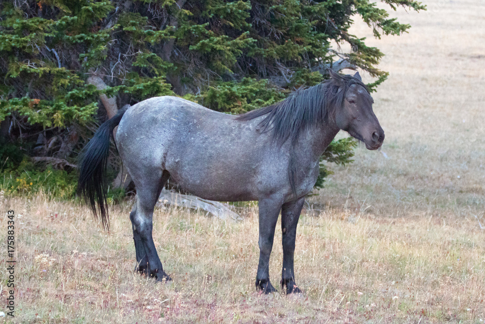 Fototapeta premium Blue Roan Stallion wild horse mustang on Sykes Ridge in the Pryor Mountains wild horse range in Montana United States