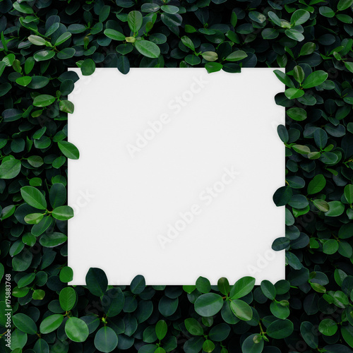 white paper frame on green leaves wall background