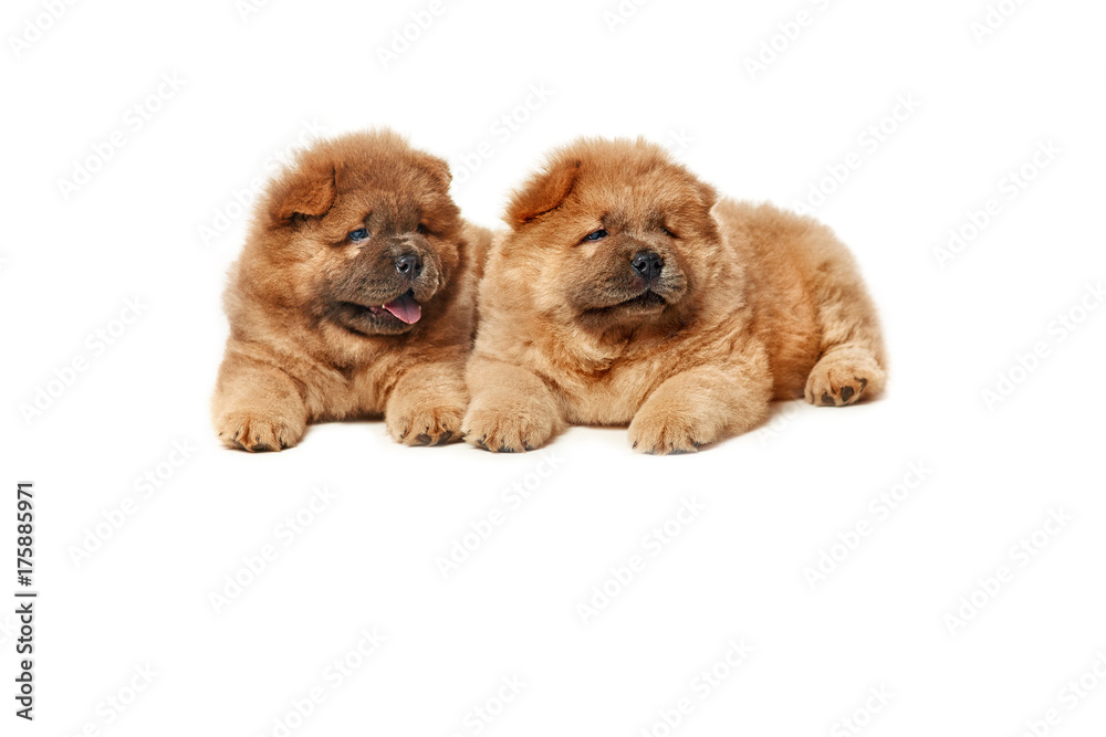 Obraz premium two cute chow-chow puppies isolated over white background