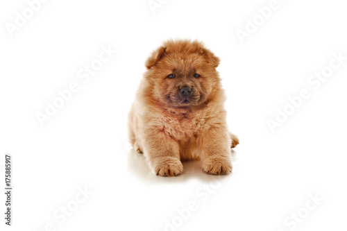 fluffy chow-chow puppy isolated over white background