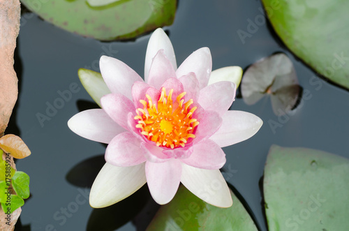 Beautiful waterlily flower blossom in a pond