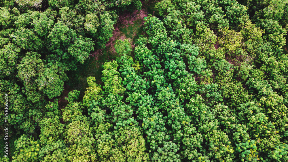 Aerial landscape, the forest